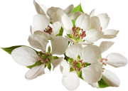 a blossom